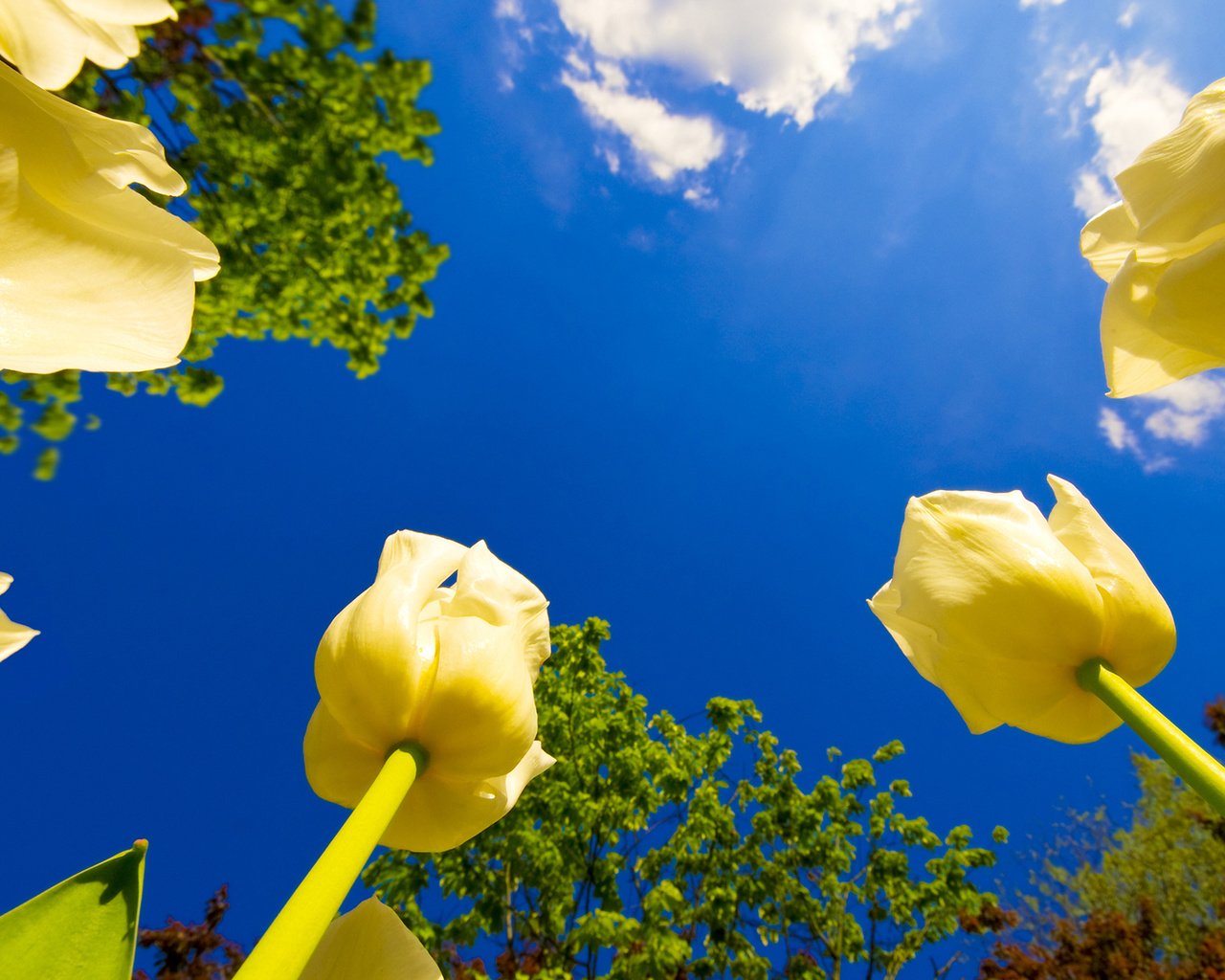 Обои небо, цветы, облака, деревья, тюльпаны, солнечно, the sky, flowers, clouds, trees, tulips, sunny разрешение 1920x1080 Загрузить