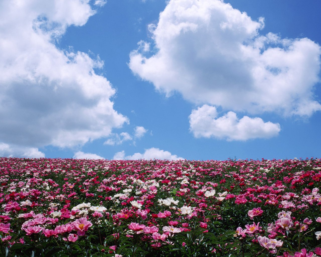 Обои небо, цветы, облака, поле, лето, the sky, flowers, clouds, field, summer разрешение 1920x1080 Загрузить