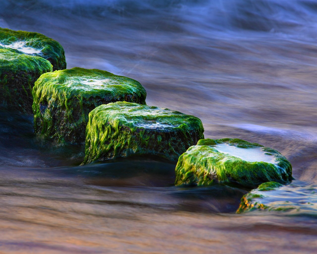 Обои вода, природа, камни, море, водоросли, крупным планом, water, nature, stones, sea, algae, closeup разрешение 1920x1200 Загрузить