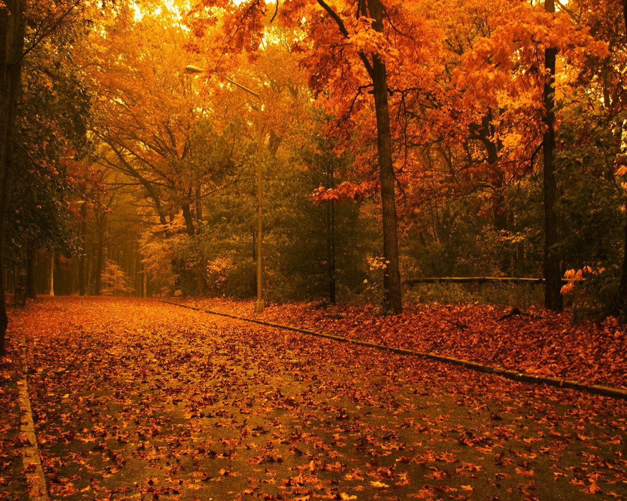 Обои дорога, деревья, лес, листья, осень, road, trees, forest, leaves, autumn разрешение 1920x1080 Загрузить