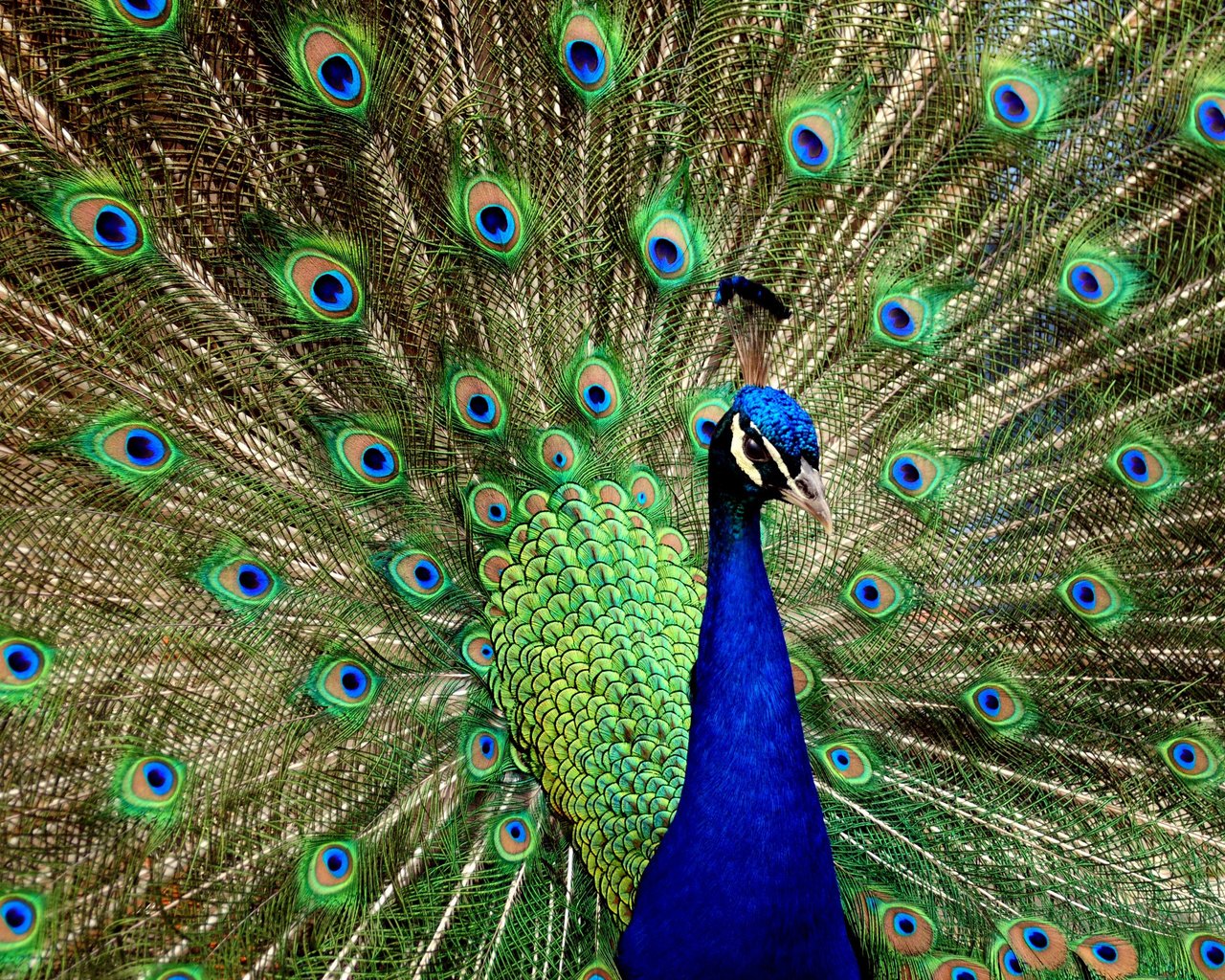 Обои птица, павлин, хвост, bird, peacock, tail разрешение 2560x1600 Загрузить