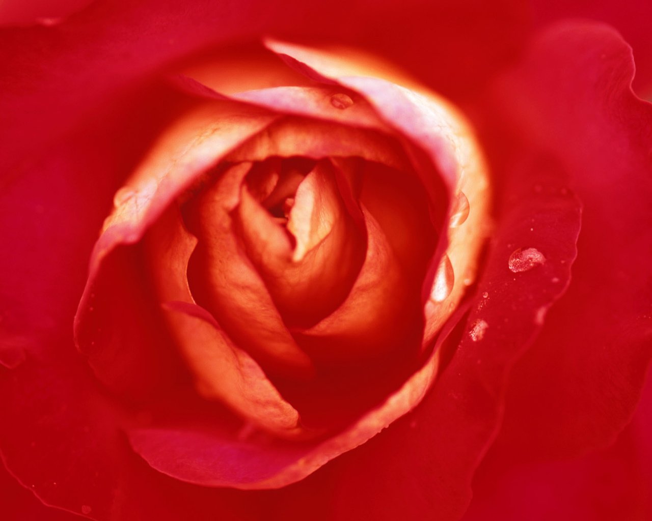 Обои роза, бутон, rose, bud разрешение 1920x1200 Загрузить