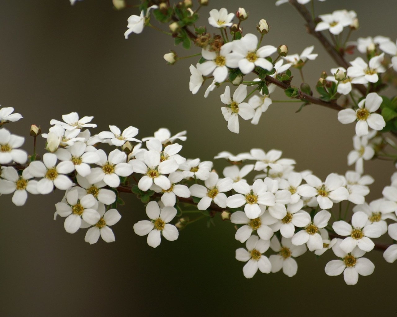 Обои цветы, ветка, flowers, branch разрешение 1920x1200 Загрузить