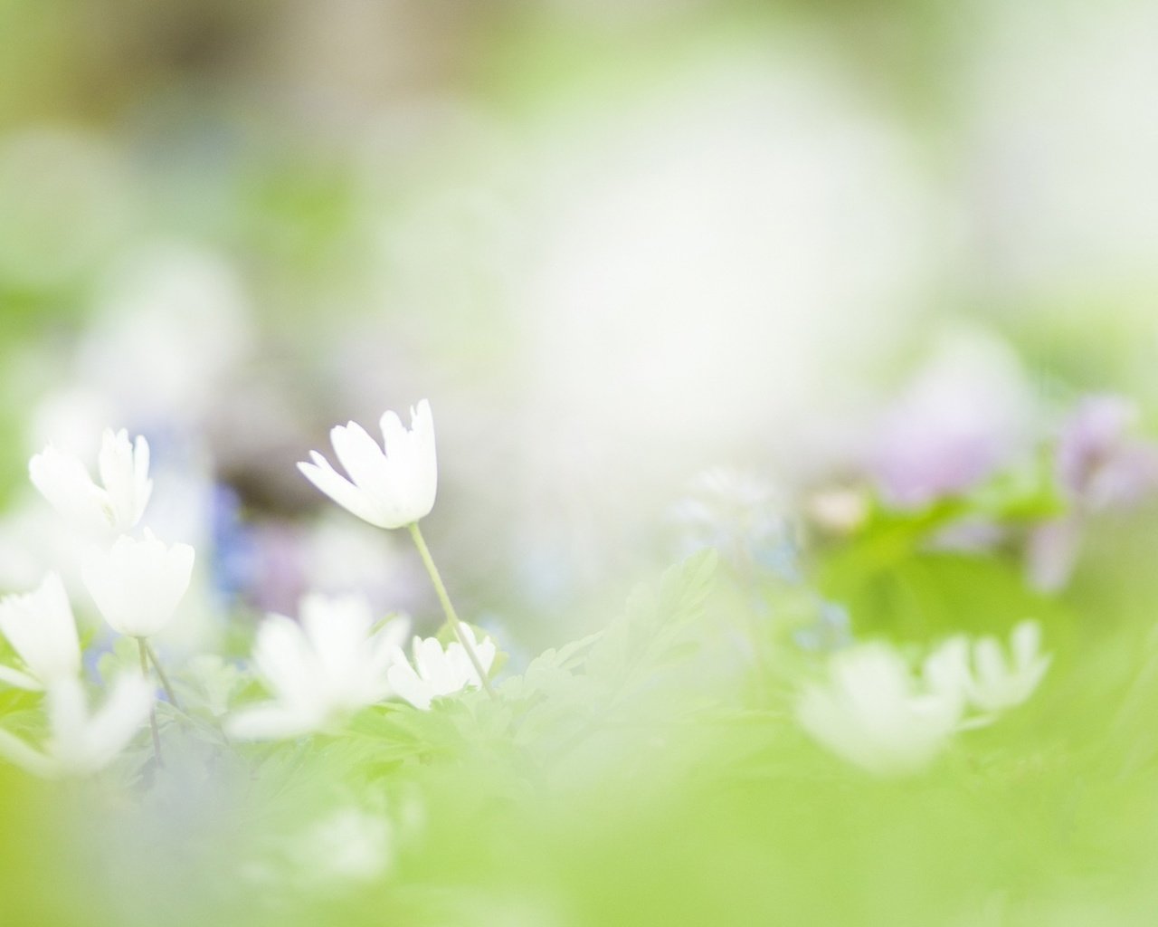 Обои цветы, фон, лепестки, размытость, весна, нежность, flowers, background, petals, blur, spring, tenderness разрешение 1920x1200 Загрузить