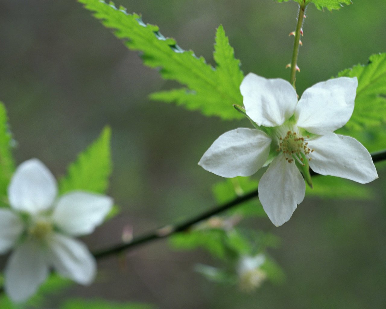 Обои цветы, ветка, цветение, цветок, бутон, весна, flowers, branch, flowering, flower, bud, spring разрешение 1920x1200 Загрузить