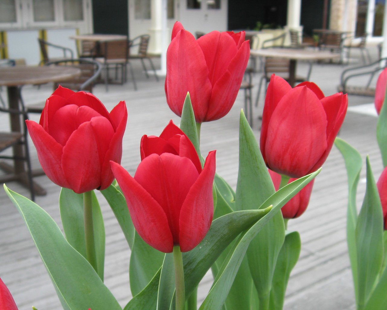 Обои цветы, красные, тюльпаны, flowers, red, tulips разрешение 1920x1200 Загрузить