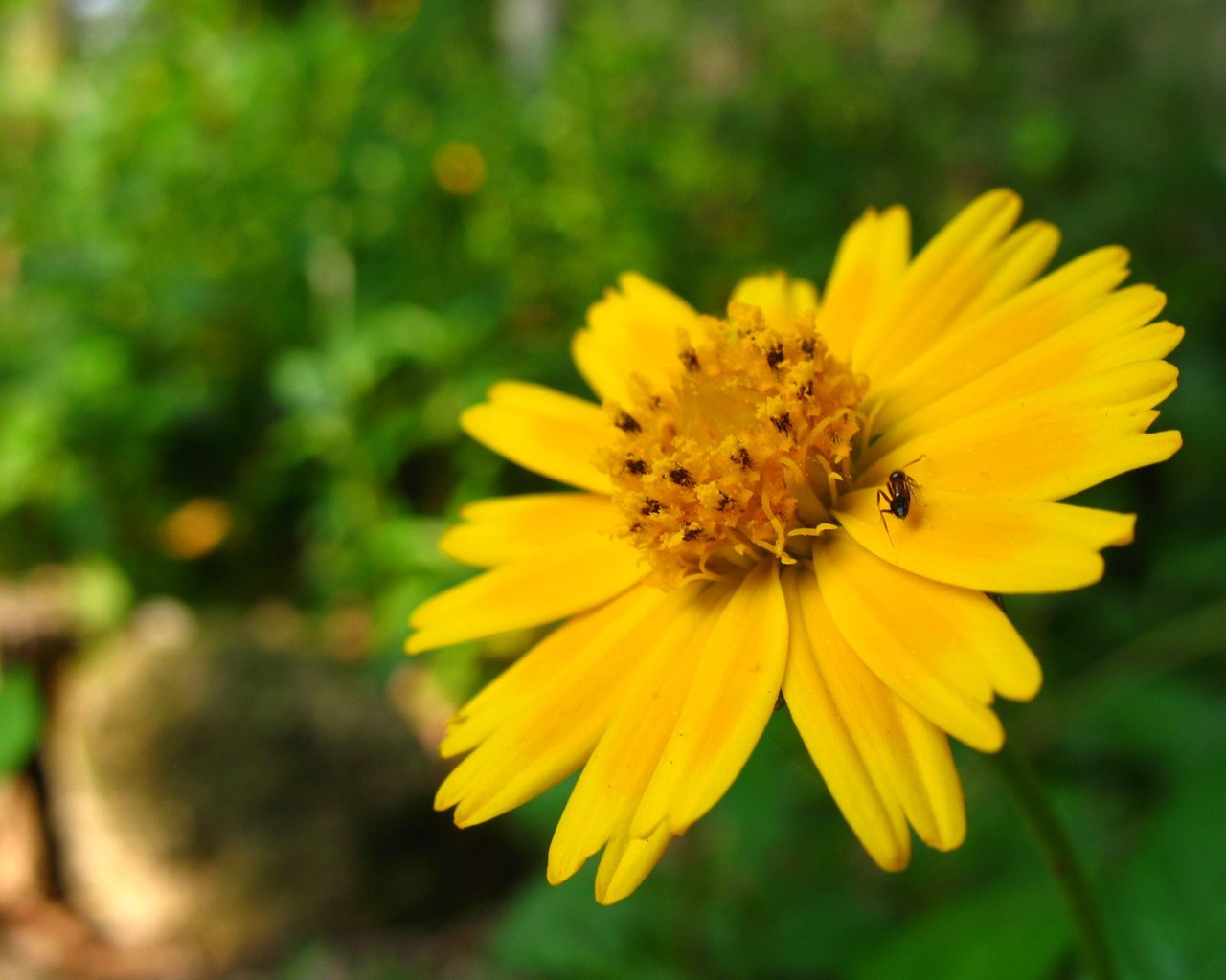 Обои желтый, макро, насекомое, цветок, лето, лепестки, yellow, macro, insect, flower, summer, petals разрешение 1920x1200 Загрузить