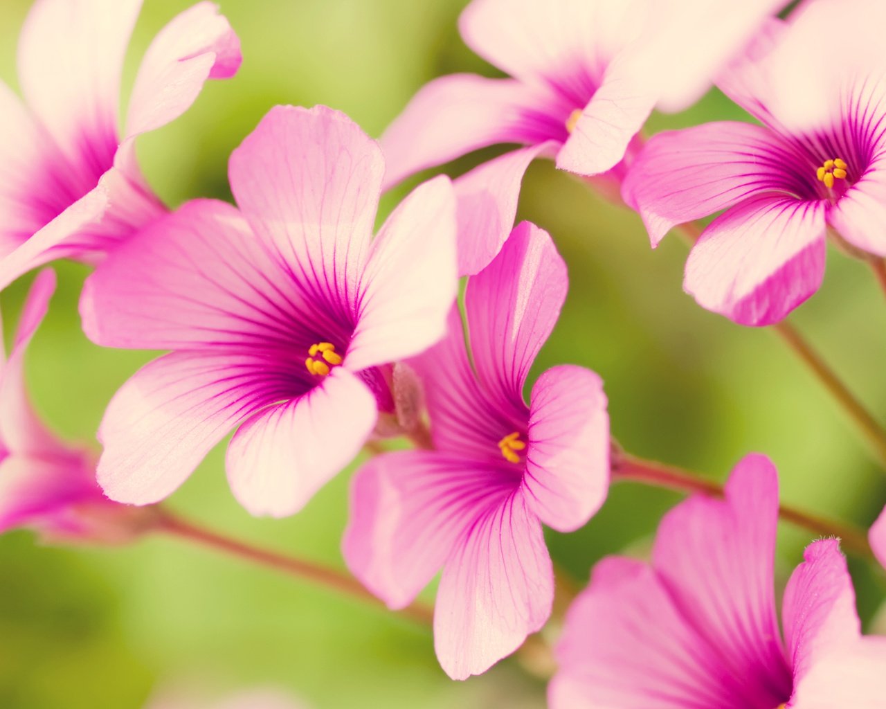 Обои цветы, лепестки, розовые, кислица, flowers, petals, pink, oxalis разрешение 1920x1080 Загрузить