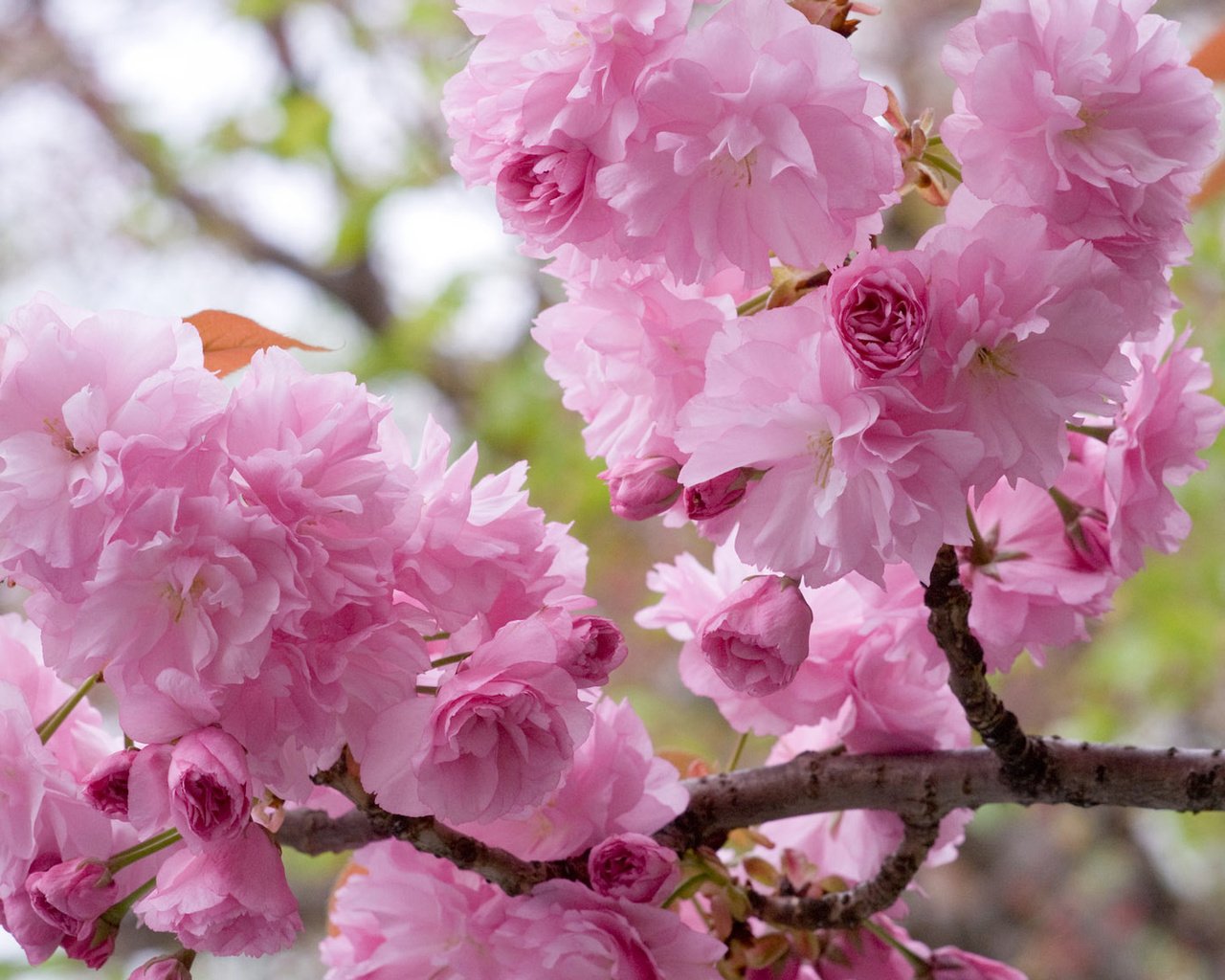 Обои цветение, ветки, весна, вишня, сакура, flowering, branches, spring, cherry, sakura разрешение 1920x1200 Загрузить