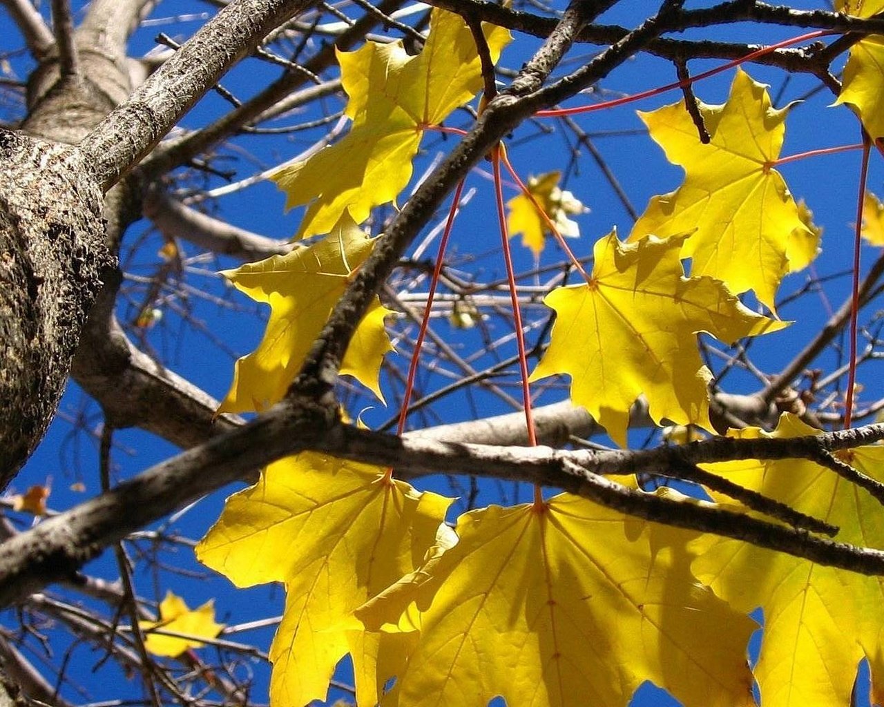 Обои листья, листва, осень, клен, leaves, foliage, autumn, maple разрешение 1920x1080 Загрузить