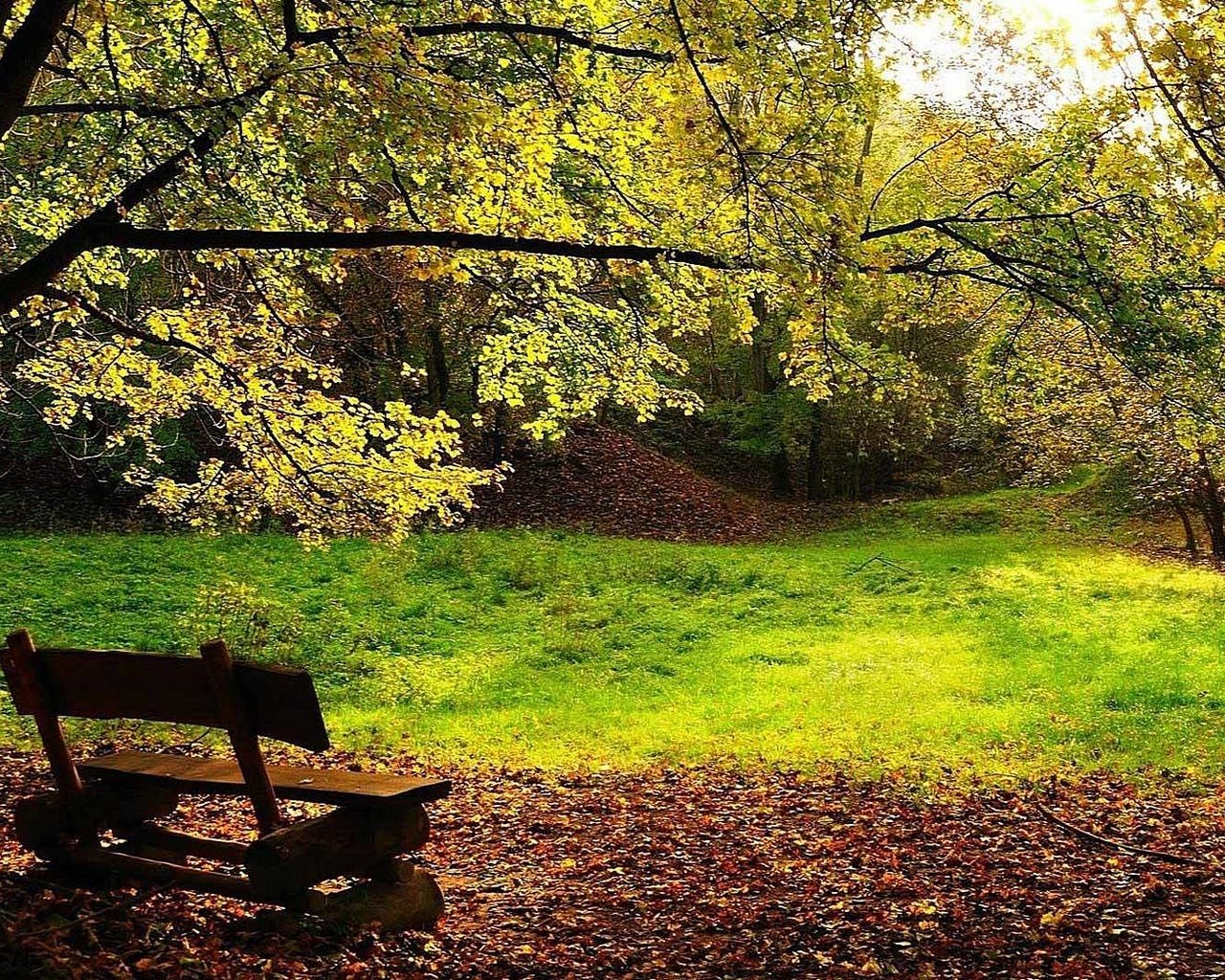 Обои деревья, листва, осень, скамейка, trees, foliage, autumn, bench разрешение 1920x1080 Загрузить