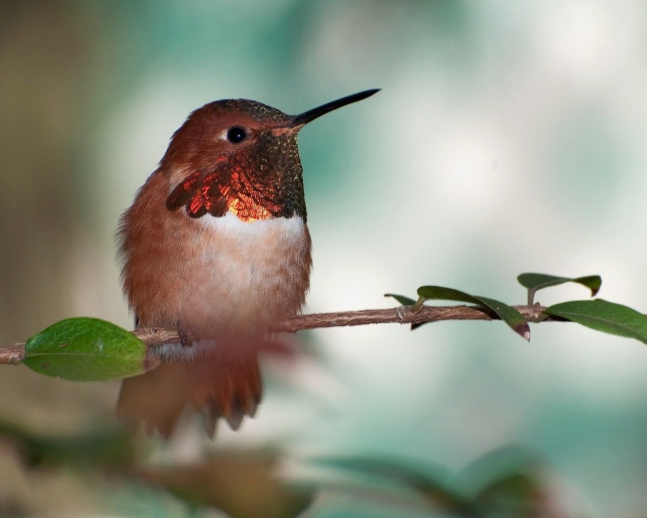 Обои птица, клюв, перья, калибри, охристый колибри, bird, beak, feathers, kalibri, buffy hummingbird разрешение 1920x1080 Загрузить