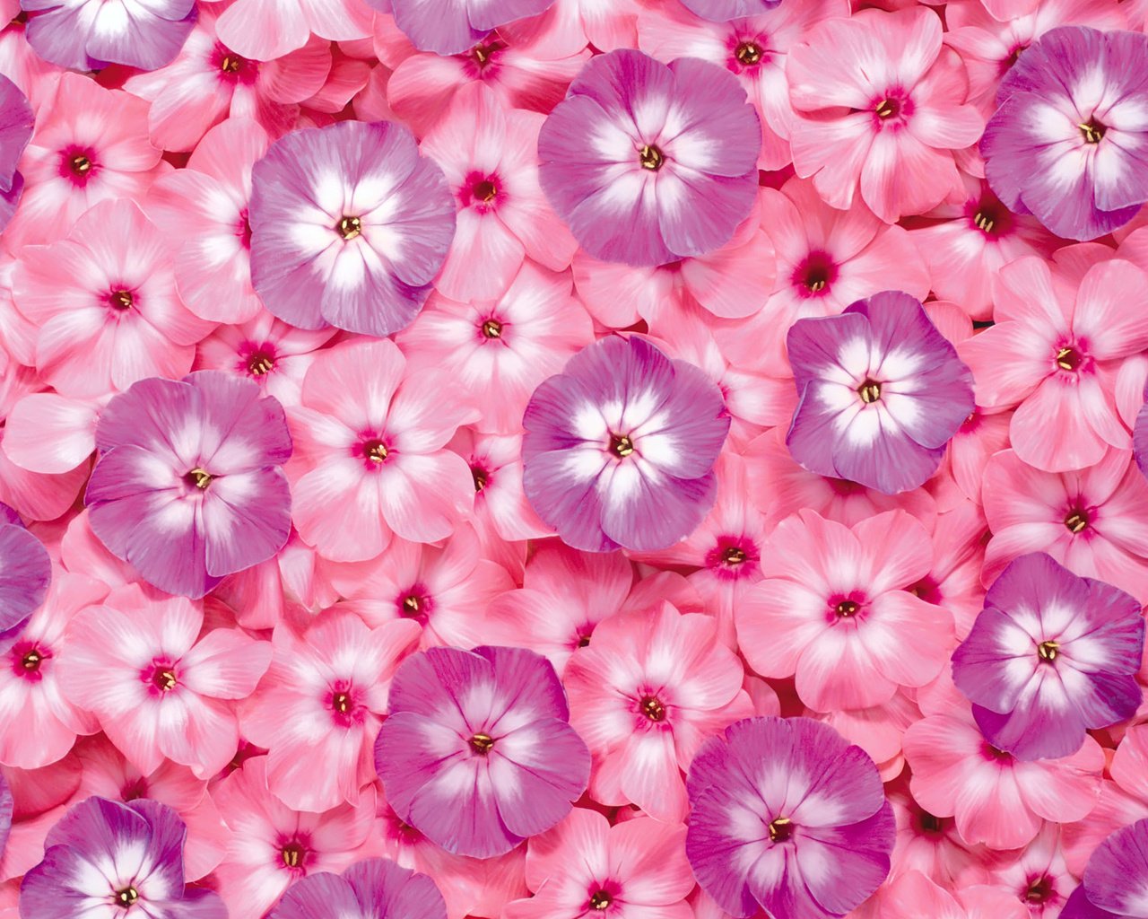 Обои цветы, розовые, яркие, сиреневые, флоксы, flowers, pink, bright, lilac, phlox разрешение 1920x1200 Загрузить