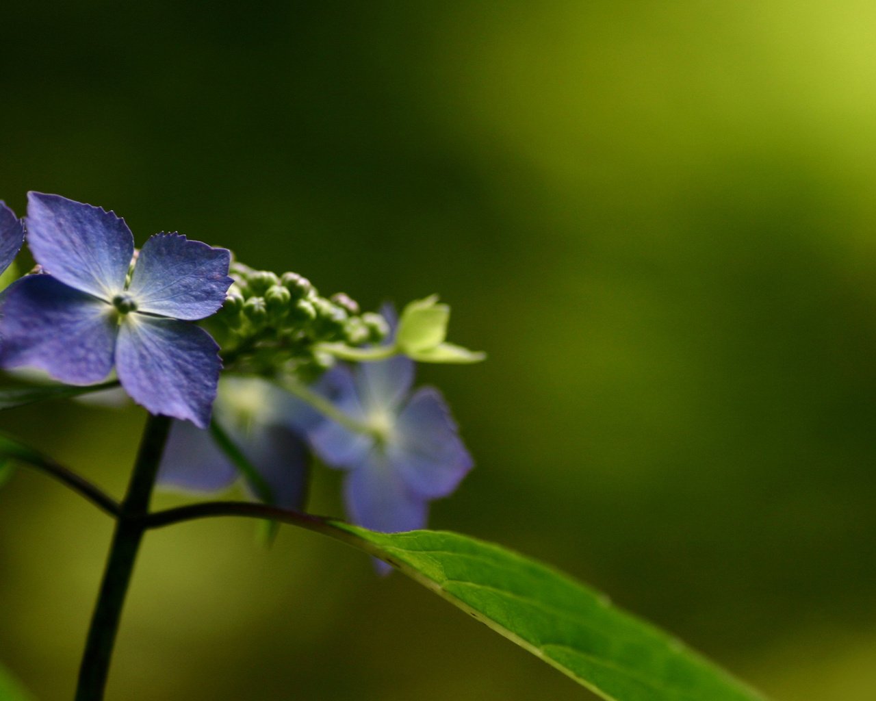 Обои цветы, природа, макро, гортензия, flowers, nature, macro, hydrangea разрешение 1920x1080 Загрузить