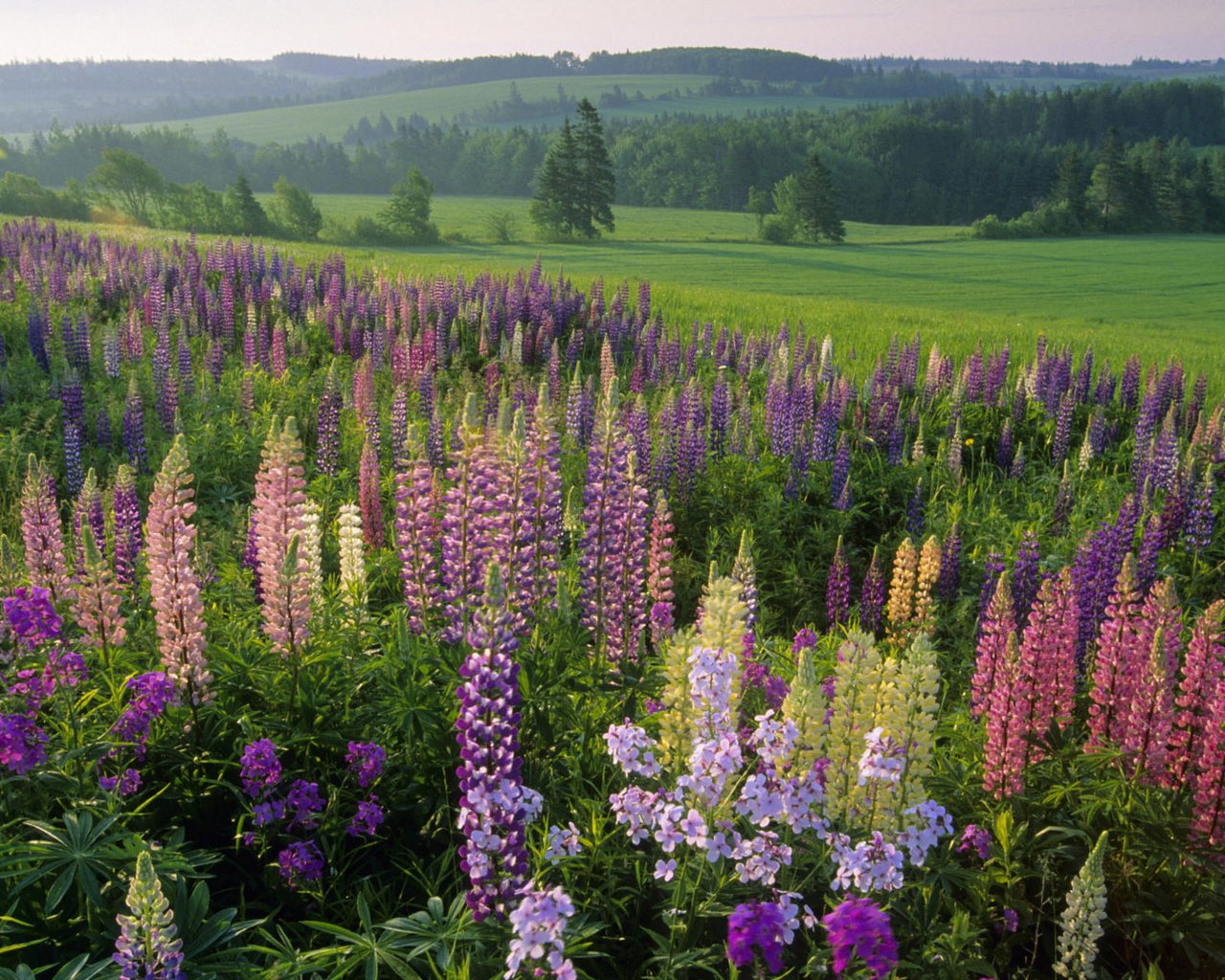 Обои цветы, трава, лес, поле, лето, луг, полевые, flowers, grass, forest, field, summer, meadow разрешение 1920x1200 Загрузить