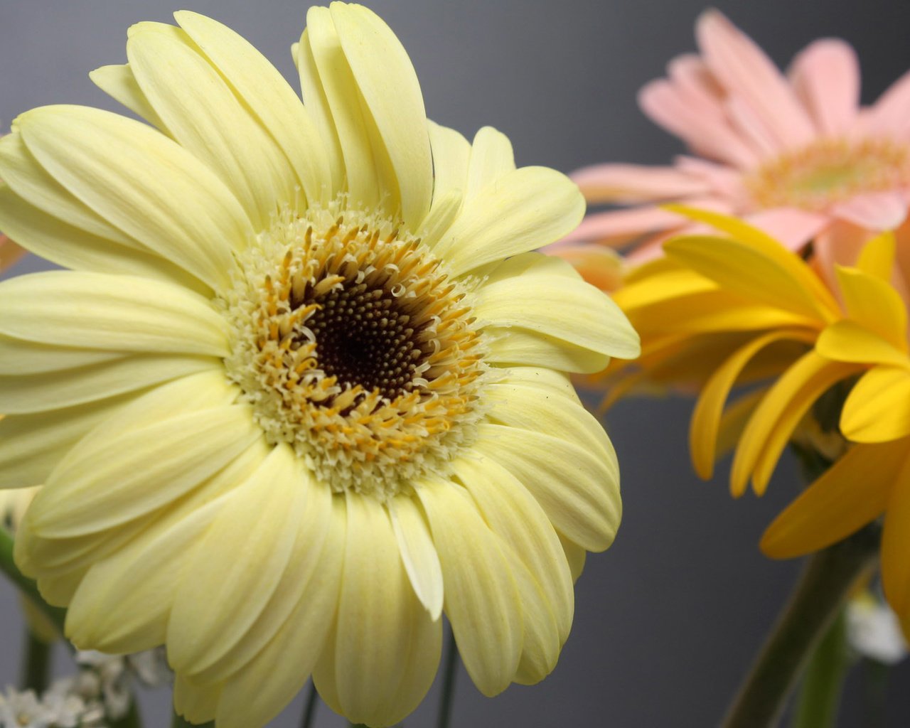 Обои цветы, макро, лепестки, гербера, flowers, macro, petals, gerbera разрешение 1920x1200 Загрузить