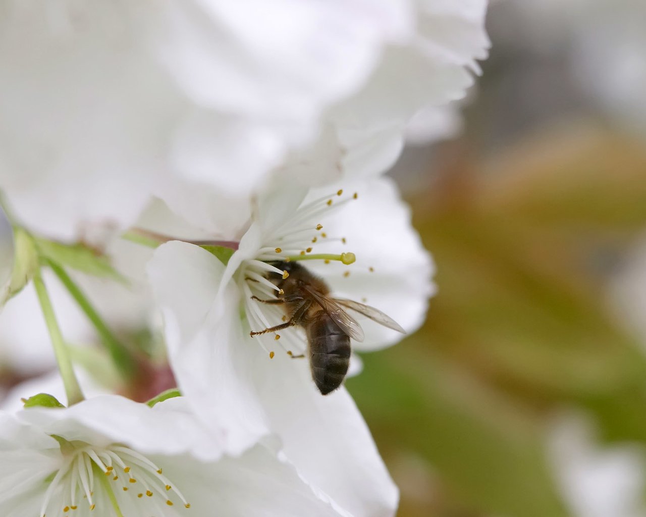 Обои весна, яблоня, пчела, spring, apple, bee разрешение 1920x1200 Загрузить