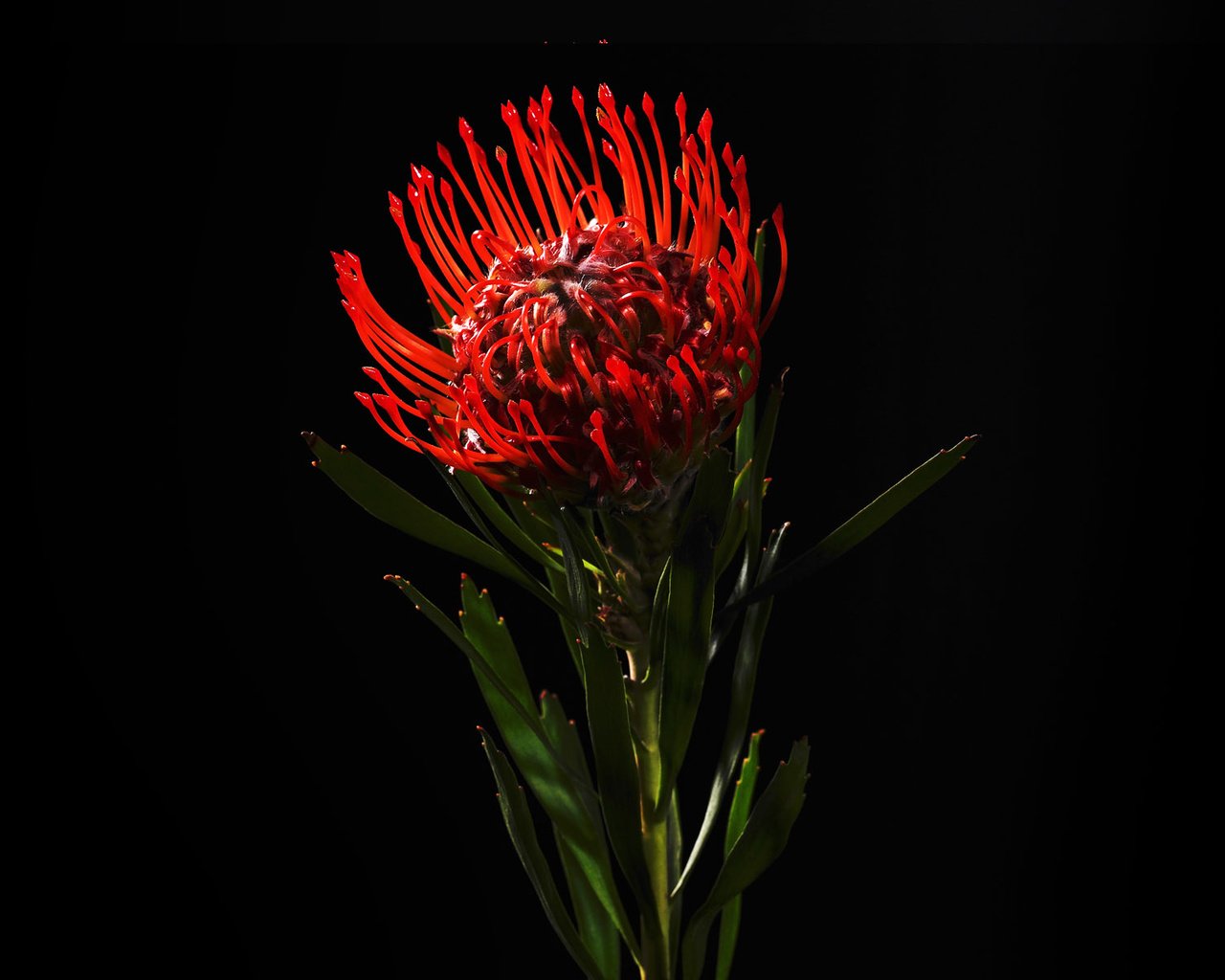 Обои цветок, красный, черный фон, протея, белосемянник, леукоспермум, flower, red, black background, proteus разрешение 1920x1200 Загрузить
