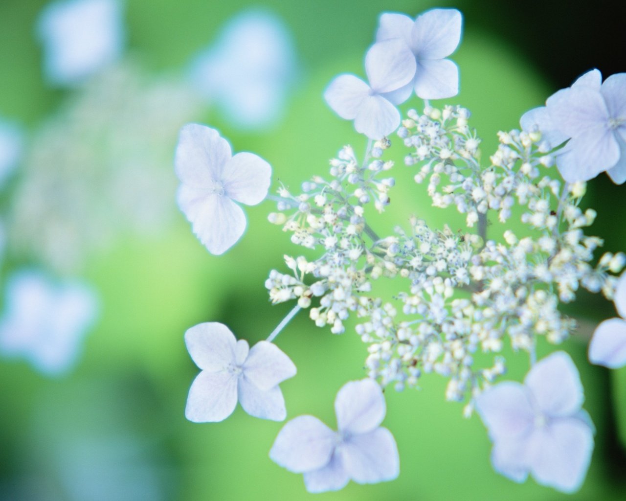 Обои цветы, гортензия, flowers, hydrangea разрешение 1920x1200 Загрузить