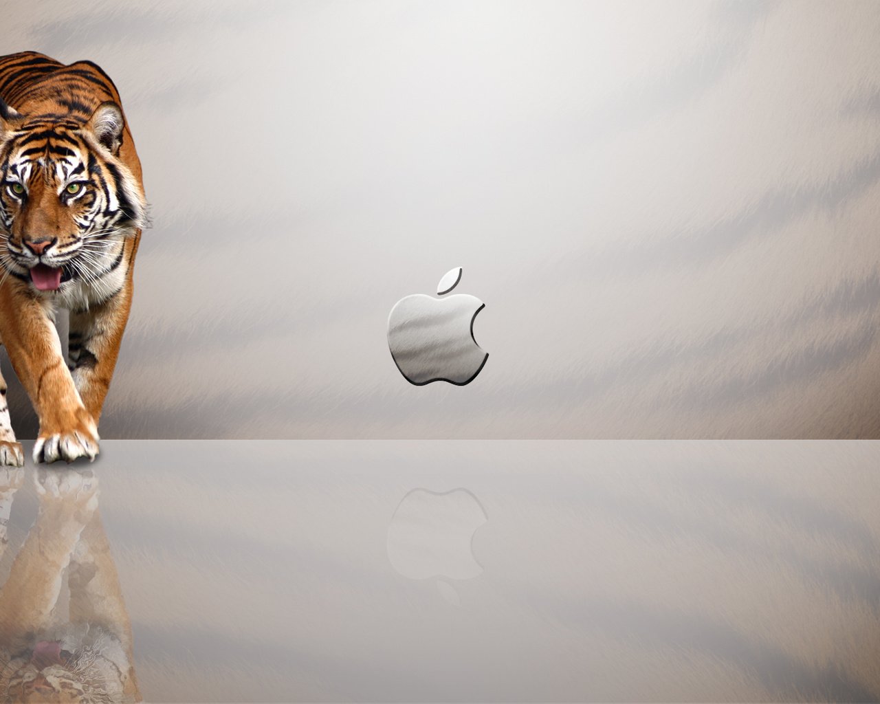 Обои тигр, эппл, tiger, apple разрешение 1920x1080 Загрузить