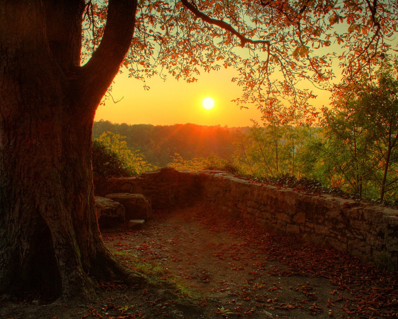 Обои солнце, природа, дерево, лес, закат, настроение, осень, the sun, nature, tree, forest, sunset, mood, autumn разрешение 1920x1200 Загрузить