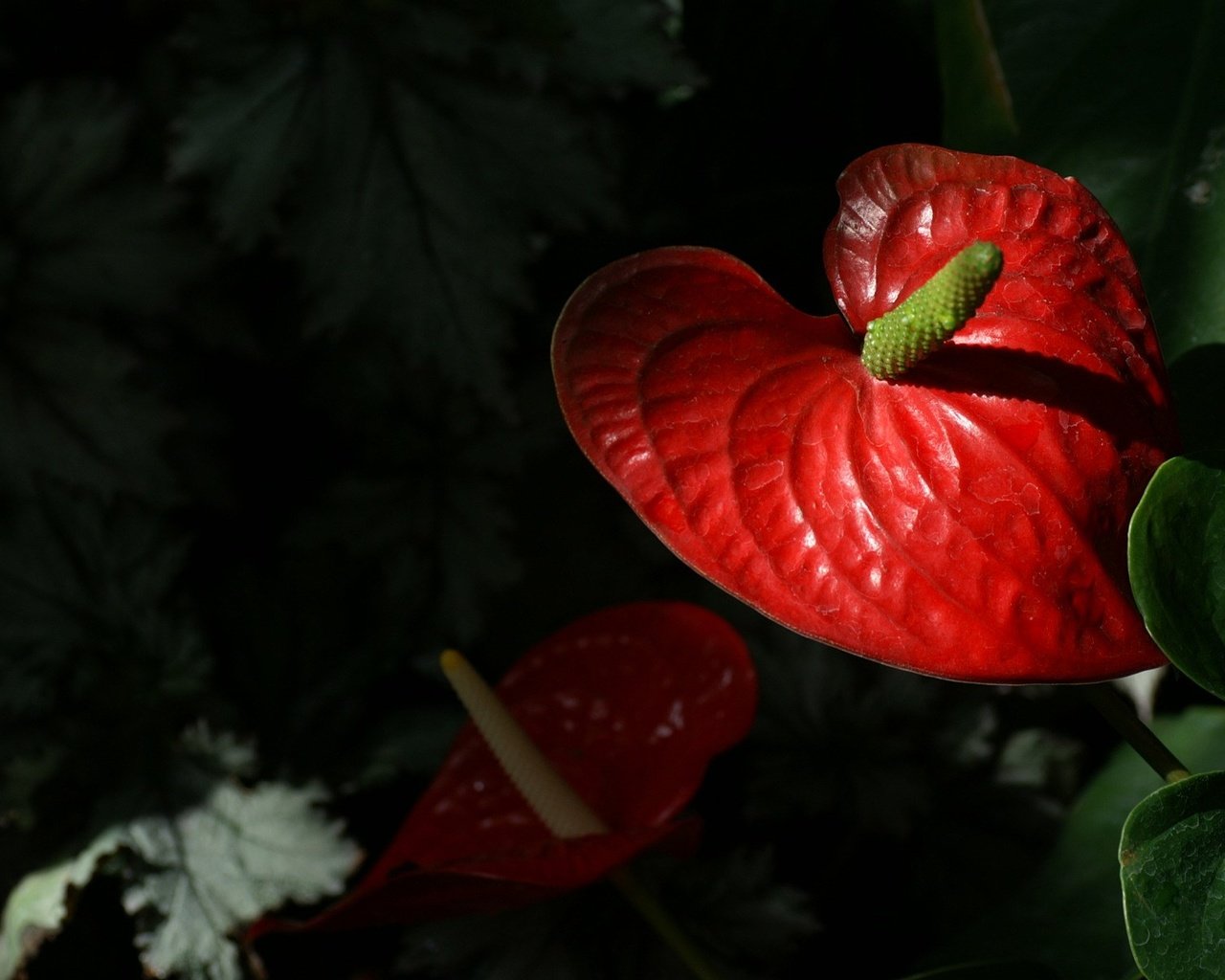 Обои цветы, листья, лепестки, антуриум, flowers, leaves, petals, anthurium разрешение 1920x1200 Загрузить