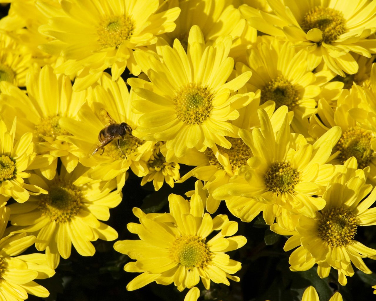 Обои цветы, желтые, хризантемы, flowers, yellow, chrysanthemum разрешение 1920x1200 Загрузить