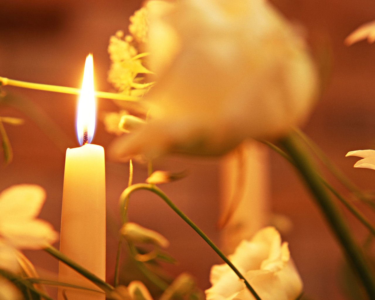 Обои цветы, свеча, flowers, candle разрешение 1920x1200 Загрузить