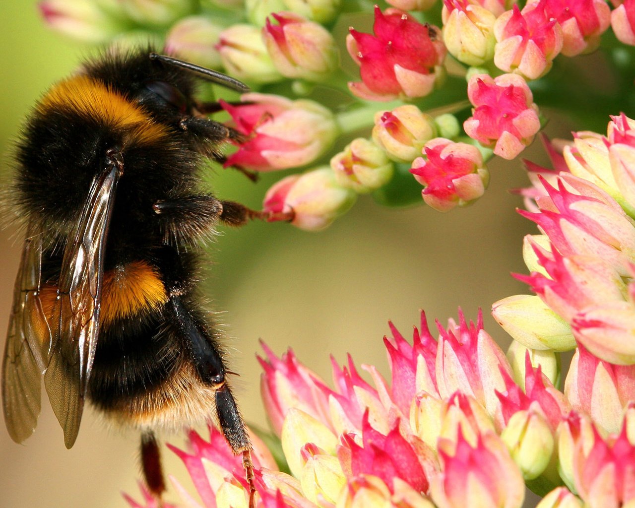 Обои цветы, макро, насекомые, пчела, шмель, flowers, macro, insects, bee, bumblebee разрешение 1920x1200 Загрузить