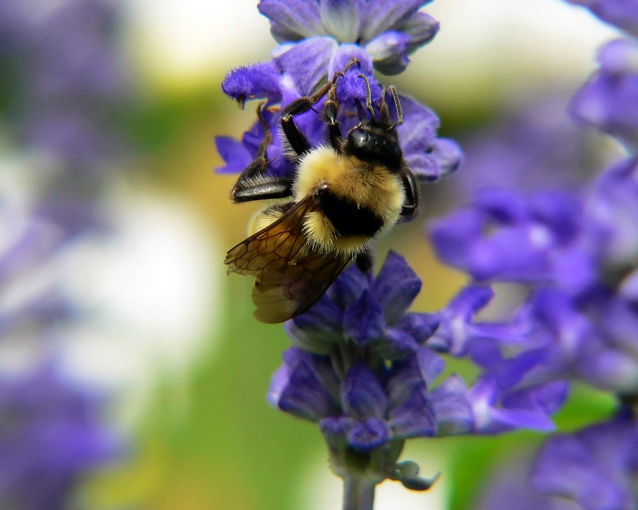 Обои насекомое, цветок, пчела, нектар, шмель, опыление, insect, flower, bee, nectar, bumblebee, pollination разрешение 1920x1200 Загрузить