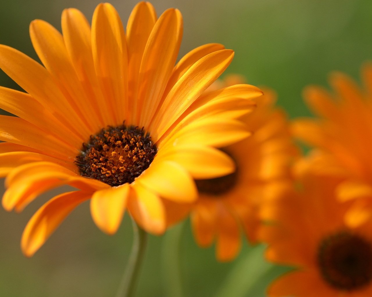 Обои цветы, лепестки, крупный план, оранжевые, календула, flowers, petals, close-up, orange, calendula разрешение 1920x1200 Загрузить