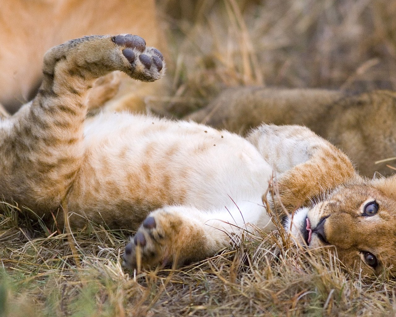 Обои трава, кошка, котенок, леопард, хищник, лев, львёнок, grass, cat, kitty, leopard, predator, leo, lion разрешение 1920x1080 Загрузить