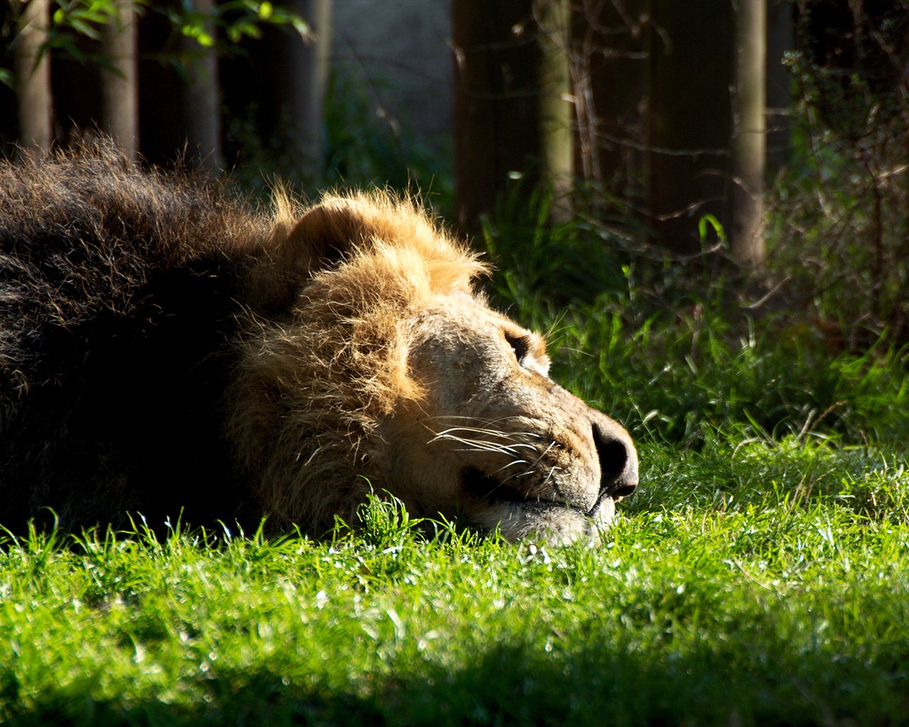 Обои трава, кошка, лежит, отдыхает, лев, зверь, грива, львёнок, grass, cat, lies, resting, leo, beast, mane, lion разрешение 1920x1200 Загрузить