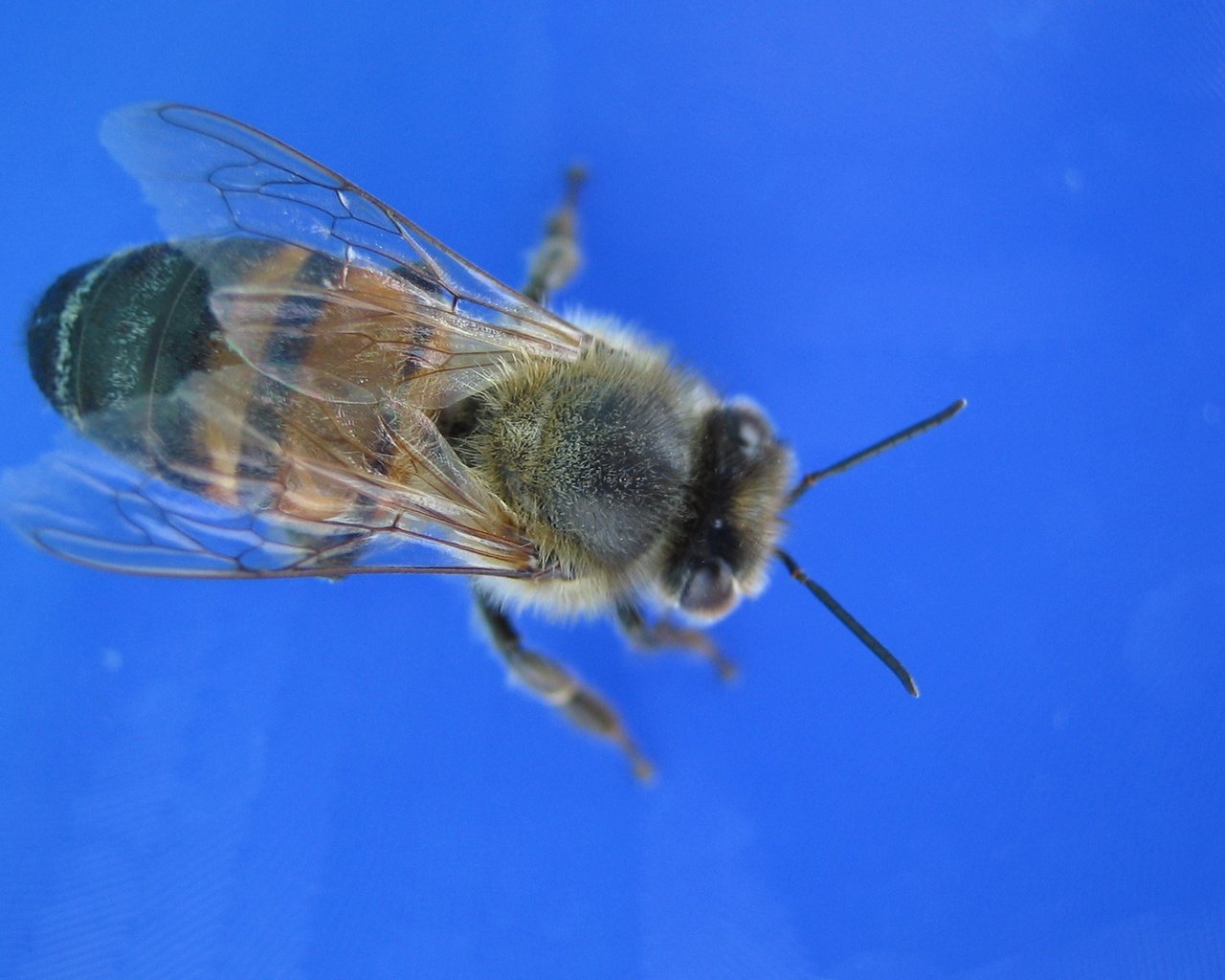 Обои пчела, bee разрешение 1920x1200 Загрузить