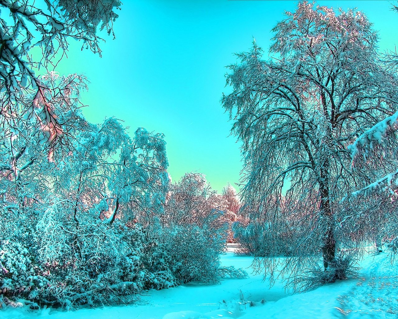 Обои снег, лес, зима, snow, forest, winter разрешение 2560x1600 Загрузить