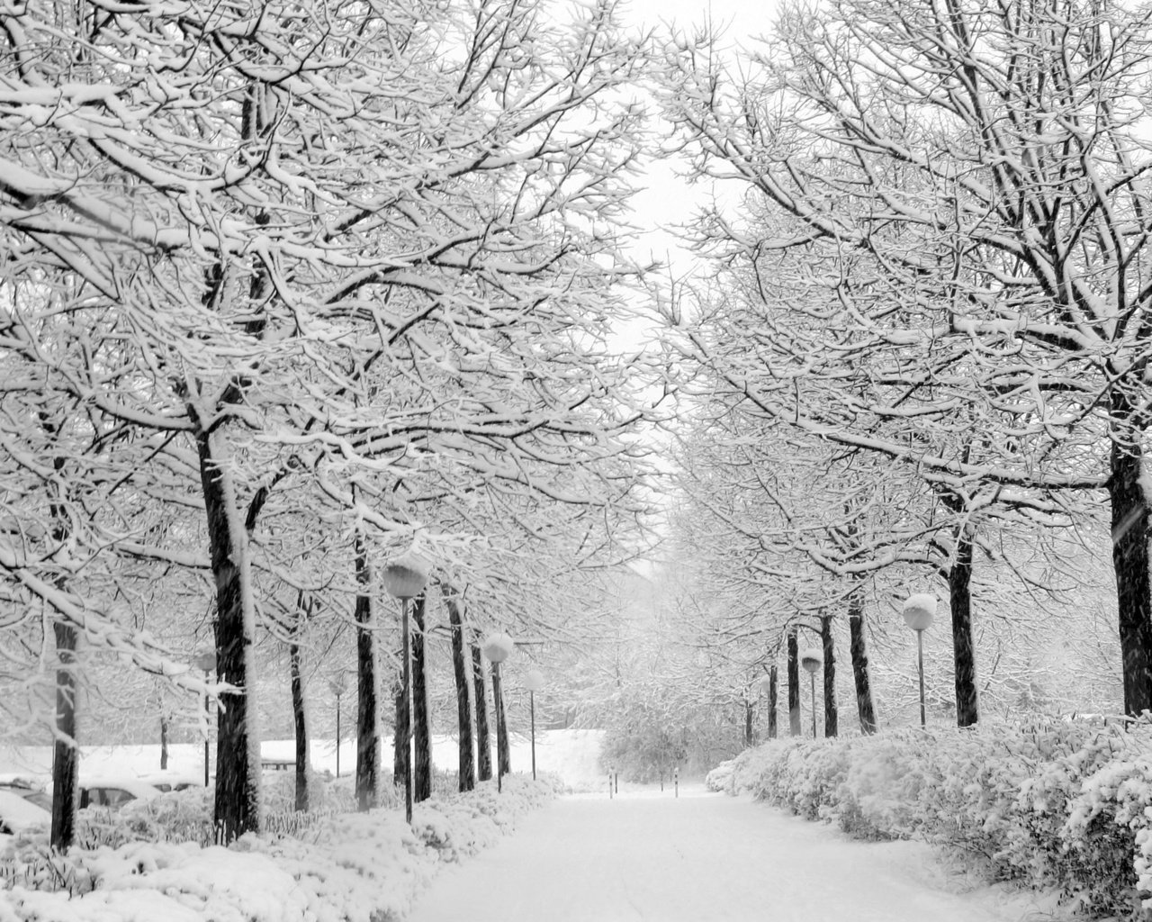 Обои снег, природа, зима, парк, чёрно-белое, аллея, уличный фонарь, snow, nature, winter, park, black and white, alley разрешение 2704x1764 Загрузить