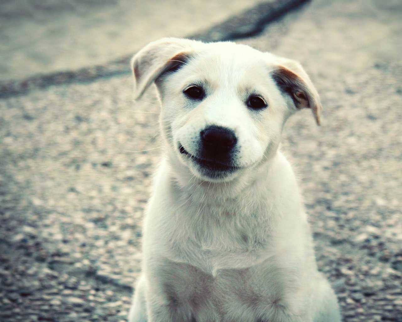 Обои улыбка, белый, собака, щенок, лабрадор, милый, smile, white, dog, puppy, labrador, cute разрешение 1920x1200 Загрузить