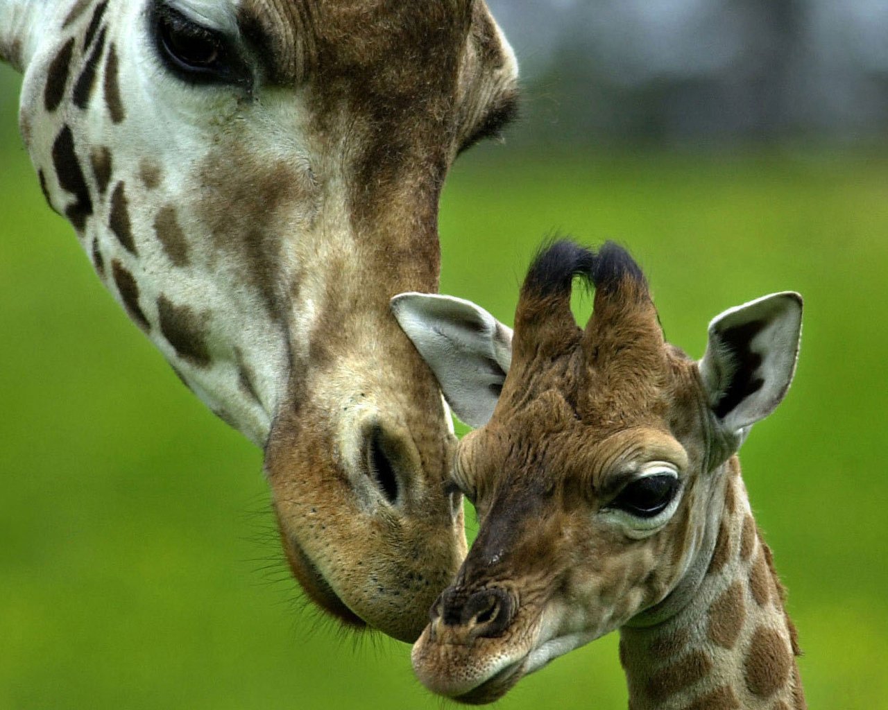 Обои любовь, нежность, мама, забота, малыш, жираф, жирафы, love, tenderness, mom, care, baby, giraffe, giraffes разрешение 1920x1080 Загрузить