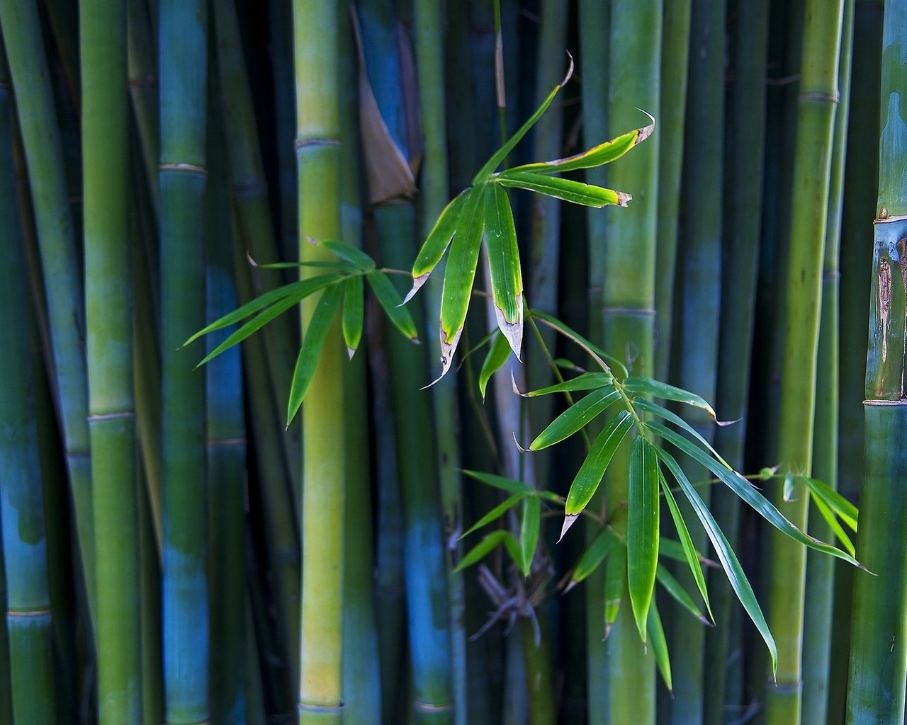 Обои бамбук, стебли, bamboo, stems разрешение 1920x1080 Загрузить