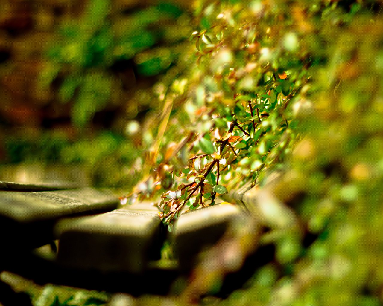 Обои свет, солнце, растения, листья, день, скамейка, лавочка, light, the sun, plants, leaves, day, bench, shop разрешение 2560x1600 Загрузить