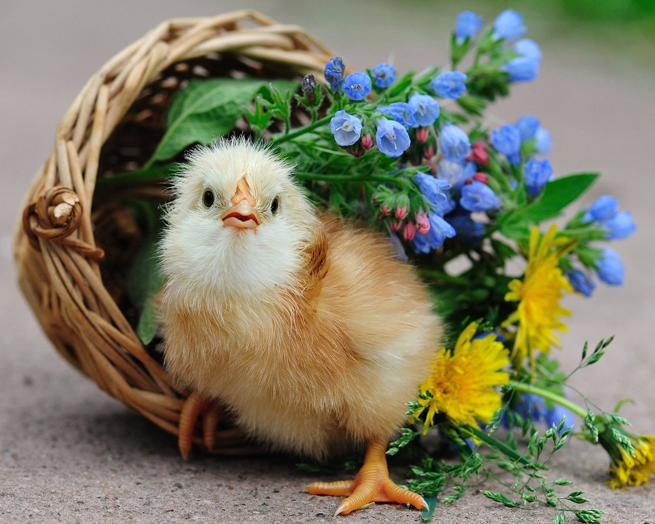 Обои цветы, птенец, корзина, цыплёнок, курица, петух, птенчик, flowers, chick, basket, chicken, cock разрешение 2560x1600 Загрузить