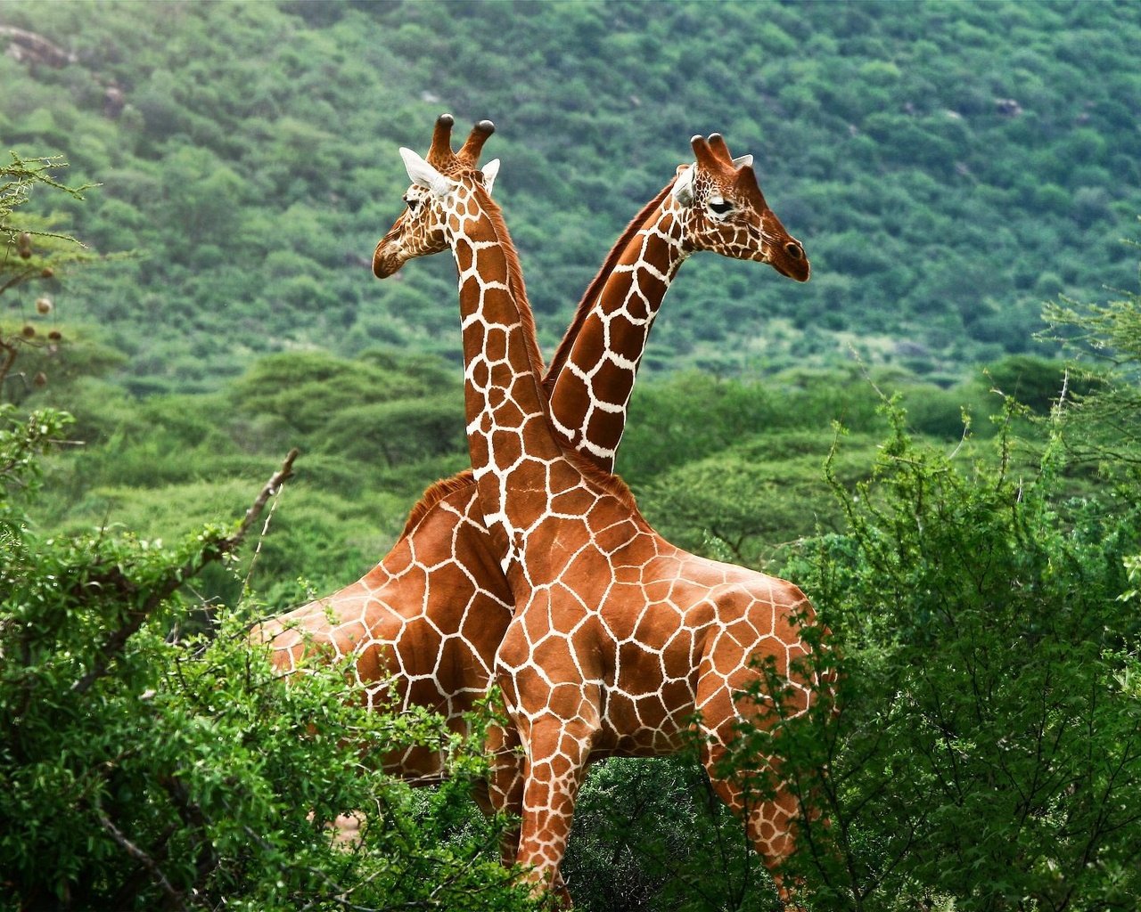 Обои зелень, жирафы, greens, giraffes разрешение 1920x1200 Загрузить