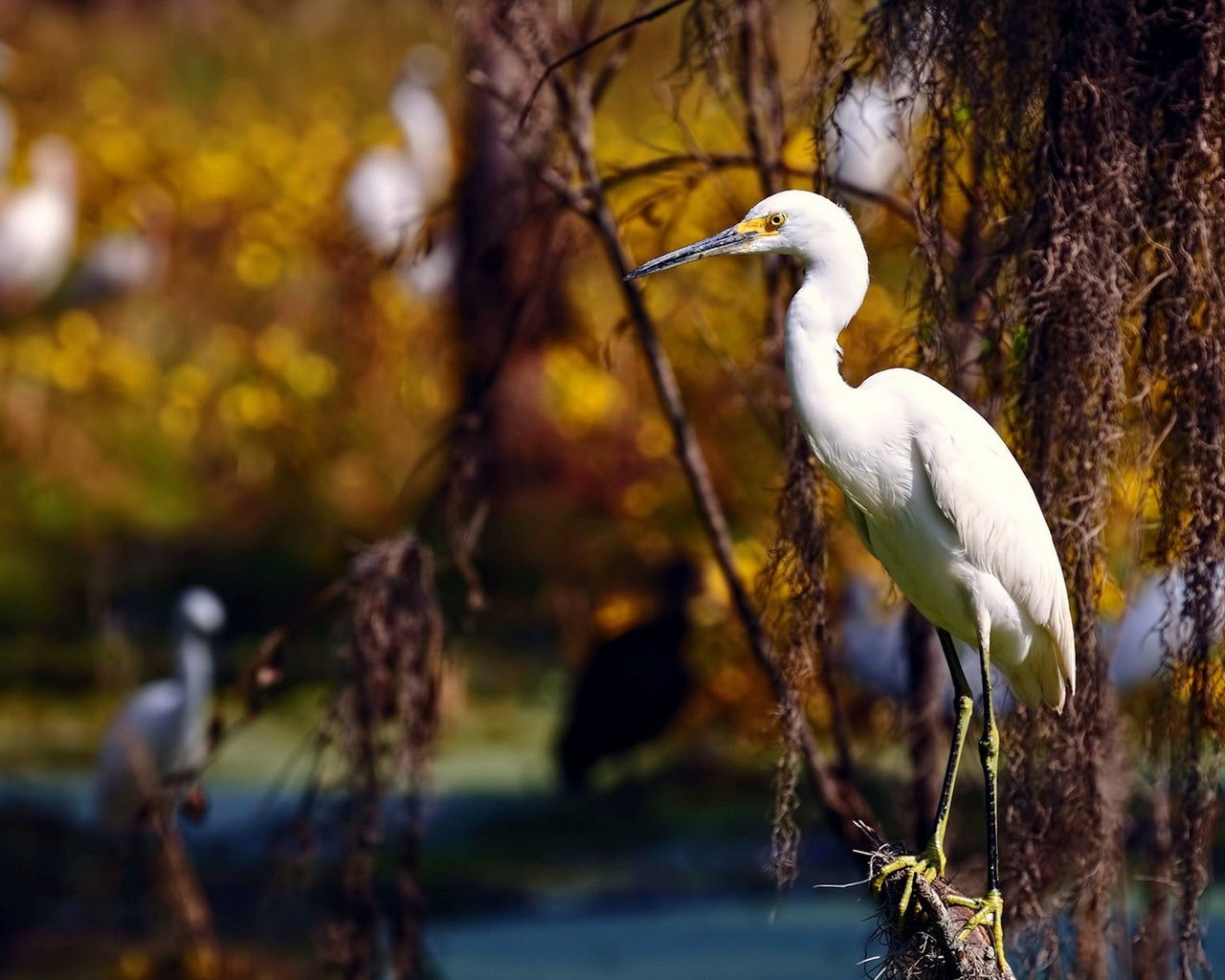 Обои фон, ветки, птицы, птица, цапля, белая цапля, background, branches, birds, bird, heron, white egret разрешение 1920x1200 Загрузить