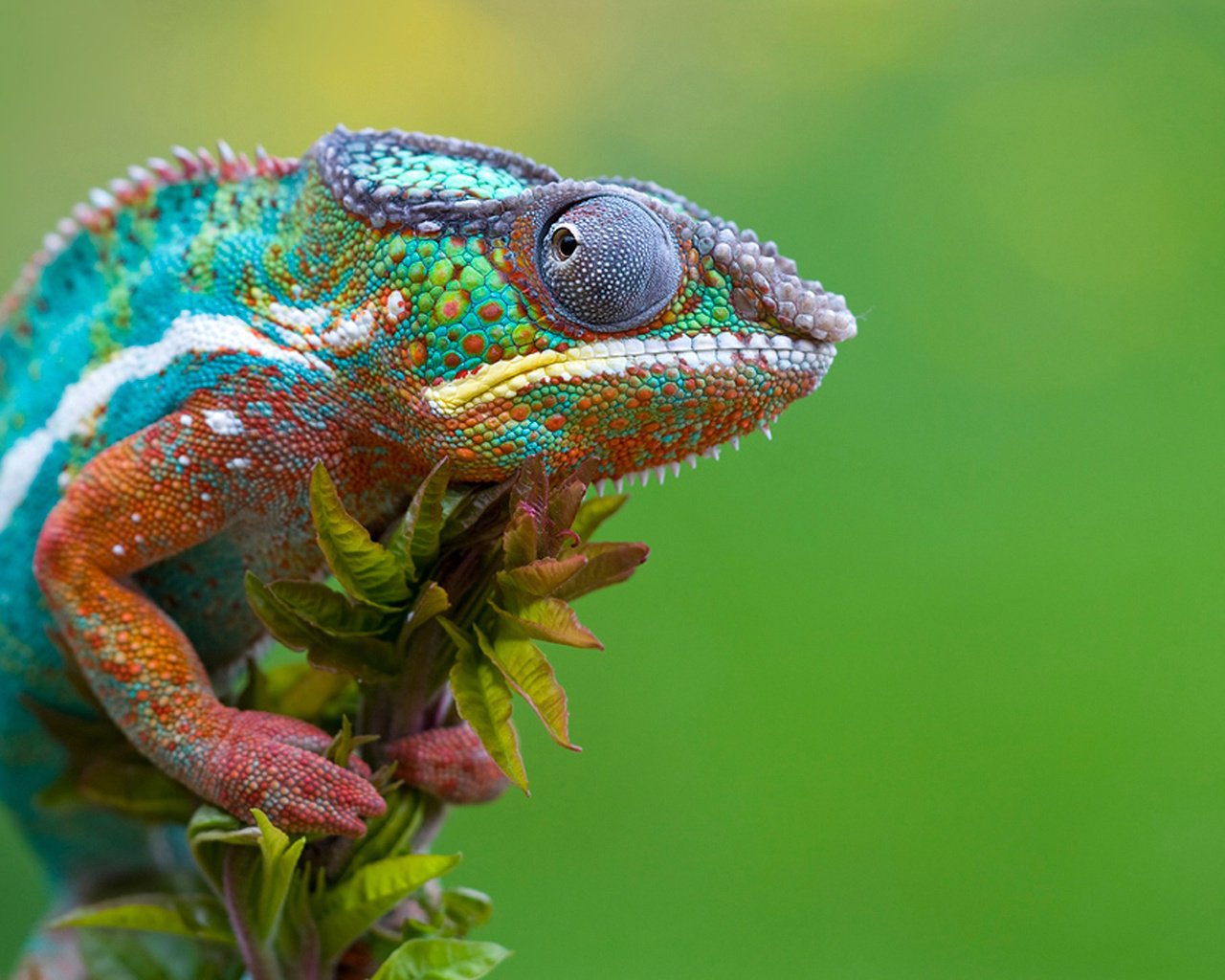 Обои макро, разноцветный, ящерица, хамелеон, рептилия, macro, colorful, lizard, chameleon, reptile разрешение 1920x1200 Загрузить