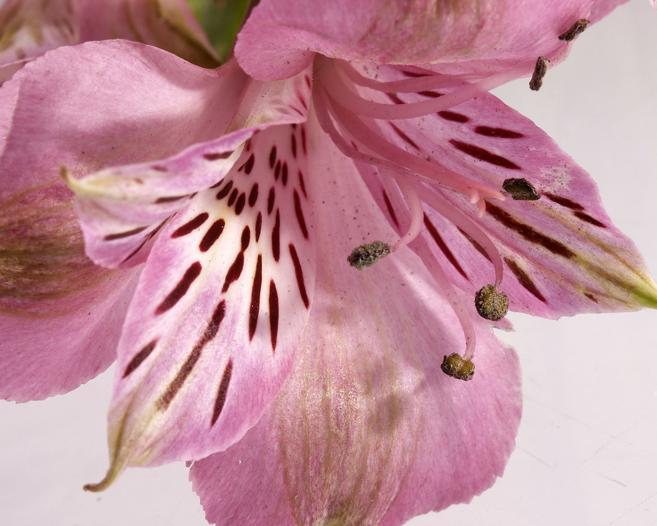 Обои цветок, лепестки, тычинки, лилия, альстромерия, flower, petals, stamens, lily, alstroemeria разрешение 2560x1600 Загрузить