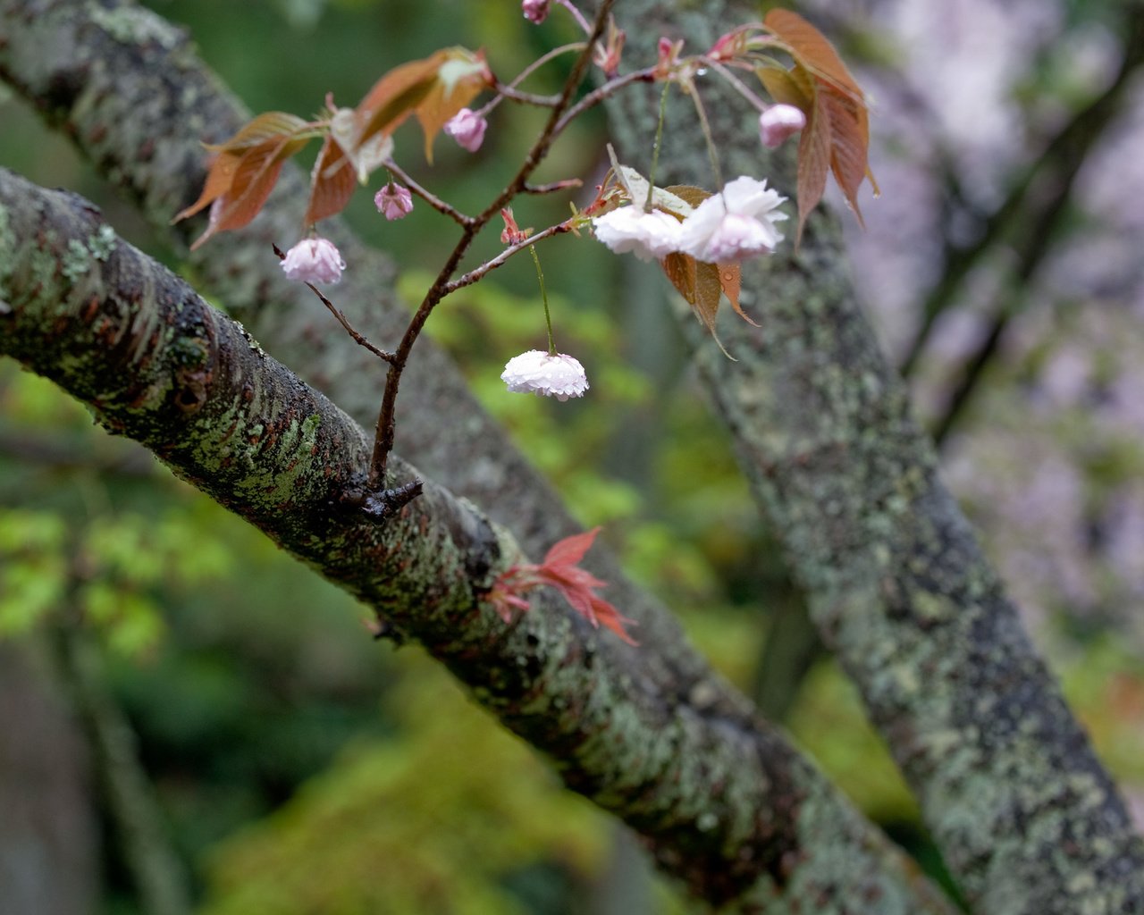 Обои дерево, цветение, ветки, весна, tree, flowering, branches, spring разрешение 2560x1600 Загрузить