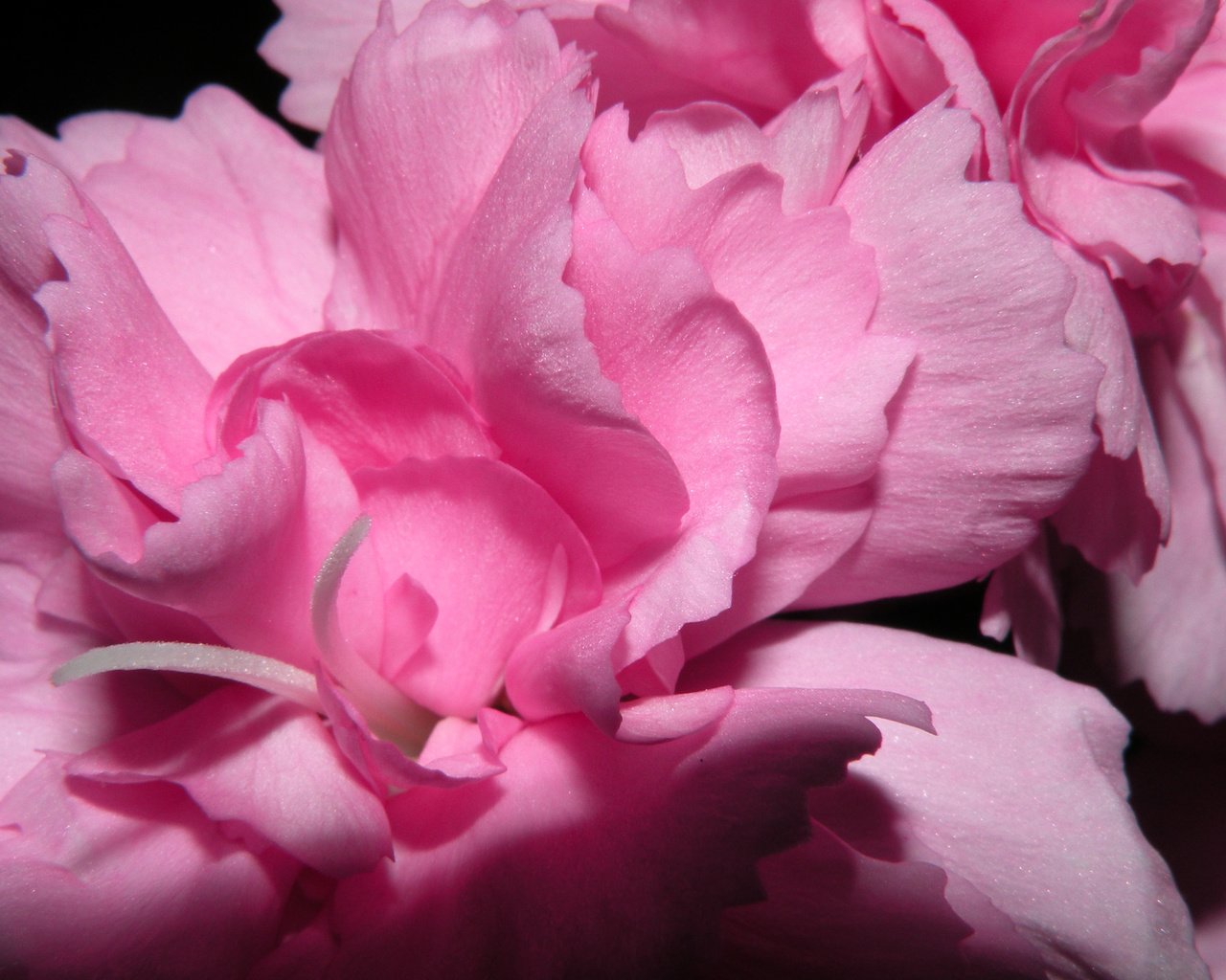 Обои цветы, лепестки, розовые, пионы, flowers, petals, pink, peonies разрешение 2560x1600 Загрузить