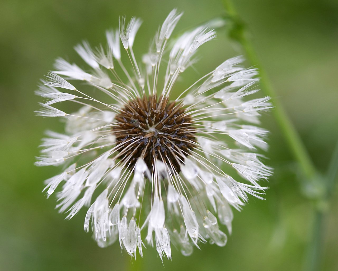 Обои цветок, капли, одуванчик, пушинки, былинки, flower, drops, dandelion, fuzzes, blade разрешение 2560x1600 Загрузить