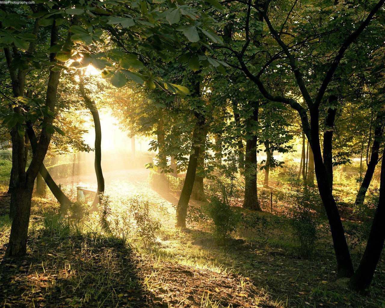 Обои свет, деревья, солнце, лес, лучи, ветки, столы, light, trees, the sun, forest, rays, branches, tables разрешение 1920x1200 Загрузить