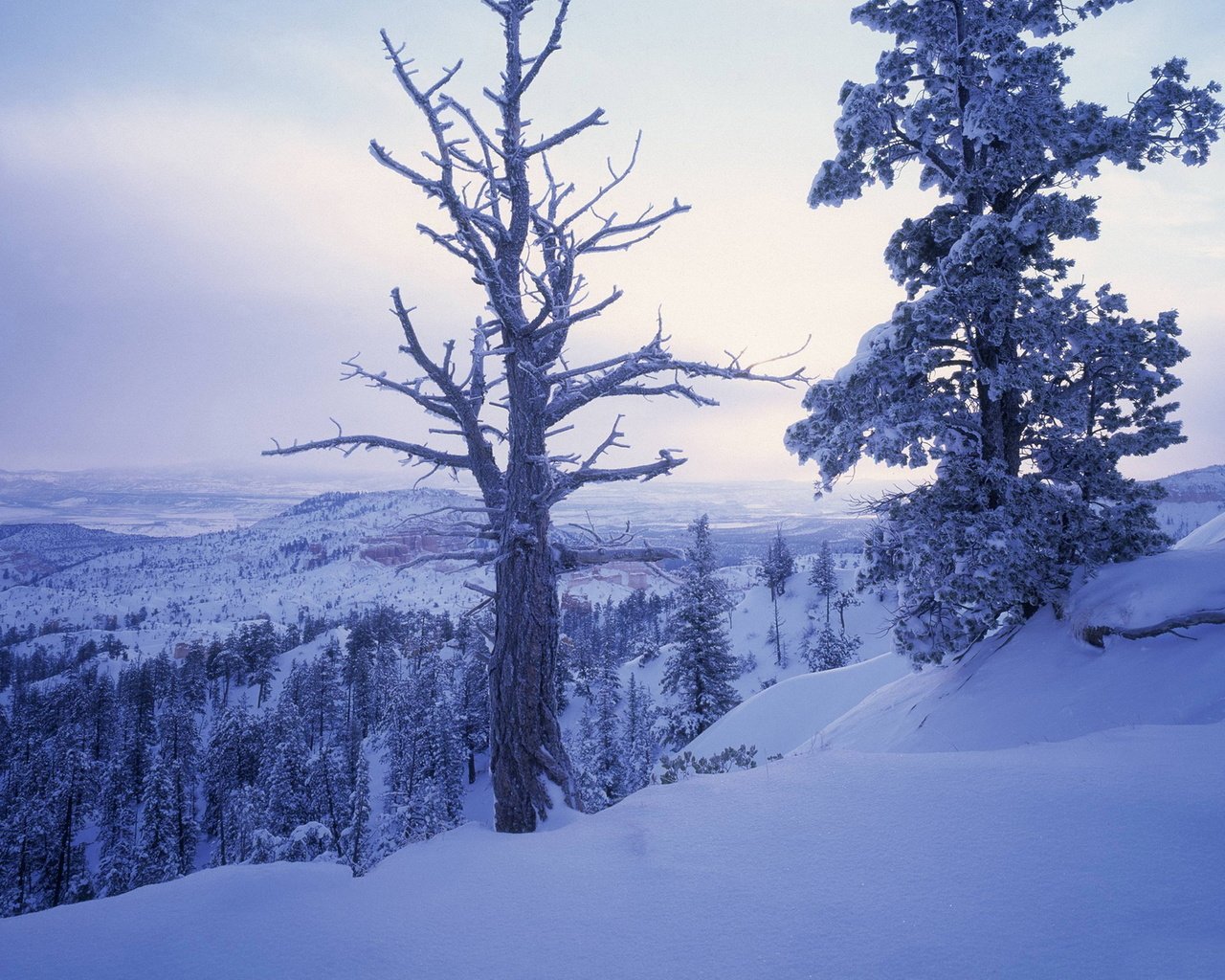 Обои деревья, горы, снег, зима, ветки, холм, trees, mountains, snow, winter, branches, hill разрешение 1920x1200 Загрузить